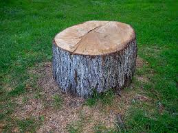 Best Palm Tree Trimming  in Harriman, NY