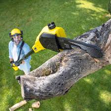 Best Fruit Tree Pruning  in Harriman, NY