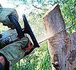 Best Tree Maintenance Programs  in Harriman, NY
