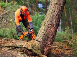 Best Stump Grinding and Removal  in Harriman, NY