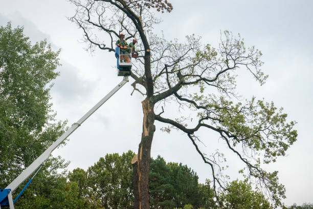 Trusted Harriman, NY Tree Removal Experts