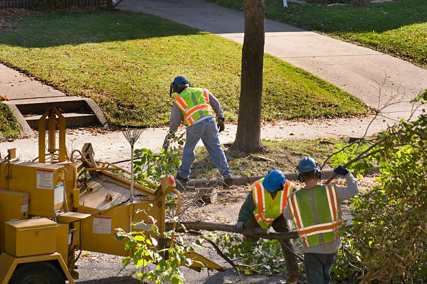 Best Hazardous Tree Removal  in Harriman, NY