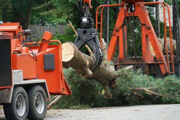 Best Tree Cabling and Bracing  in Harriman, NY