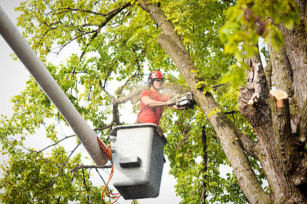 Best Tree Risk Assessment  in Harriman, NY